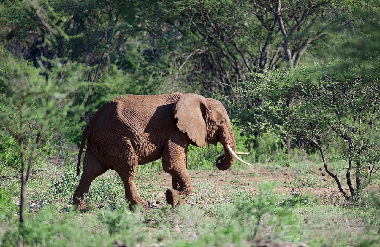 Severin Safari Camp Tsavo West National Park Экстерьер фото